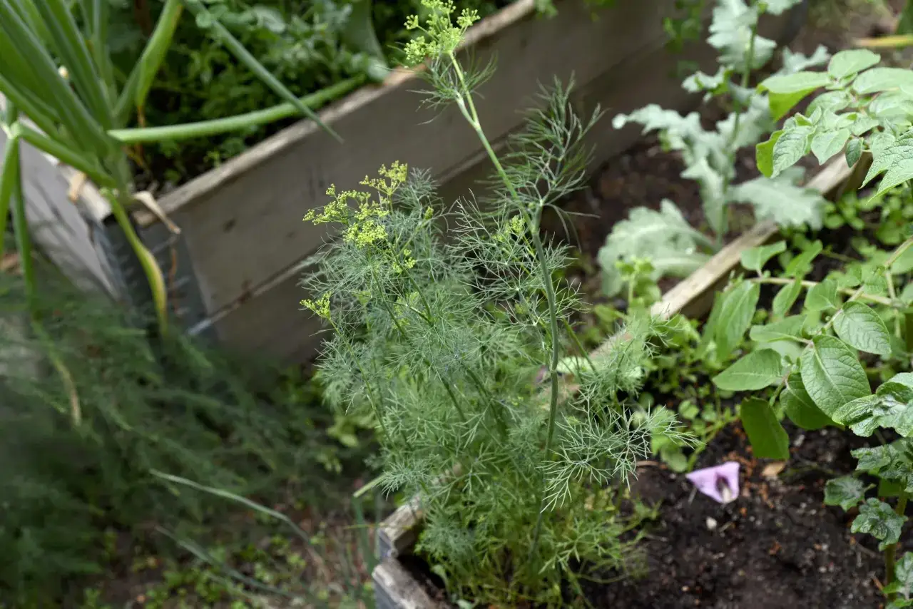 En frodig planta med dill som v&auml;xer i en pallkrage. Bredvid syns salladsl&ouml;k och potatisplantor.