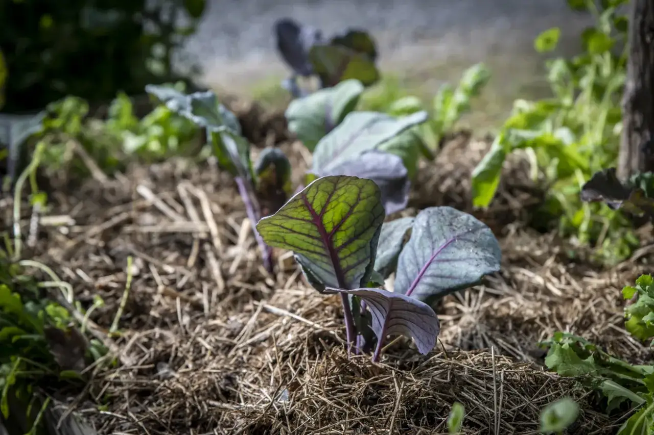 Sm&aring; r&ouml;da k&aring;lplantor v&auml;xer i halm. R&auml;tt bl&aring;korn dosering ger friska plantor.