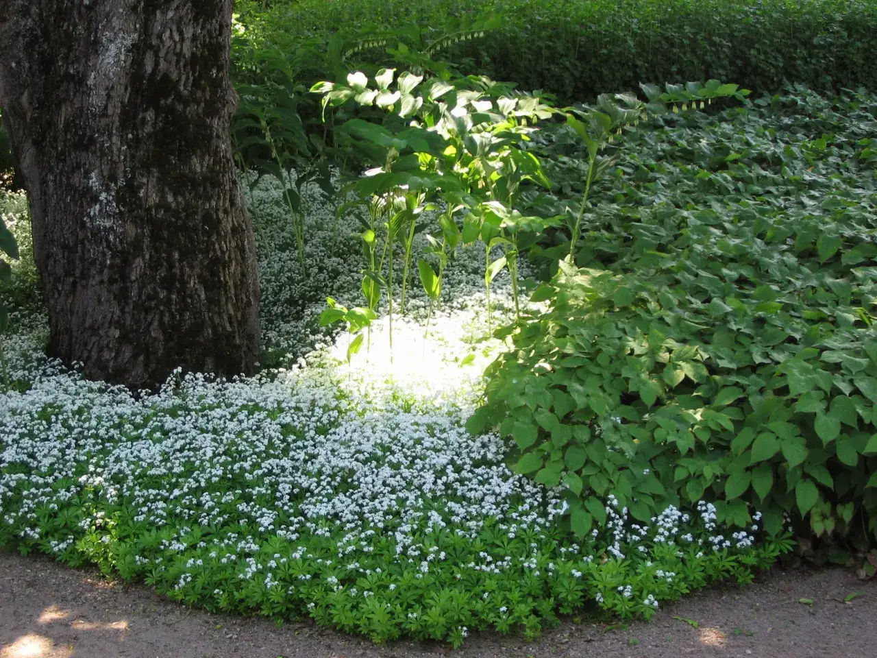 En stor tr&auml;dstam flankeras av ett hav av vita, l&aring;ga perenner. Solen lyser upp blommorna och skapar en magisk st&auml;mning i tr&auml;dg&aring;rden.