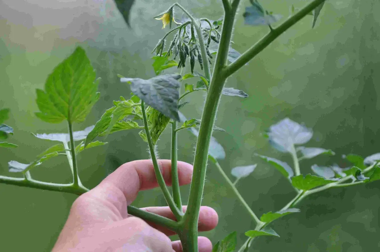 En hand håller en tomatplanta med små gula blommor och gröna blad. Snart är det dags att tjuva tomater.