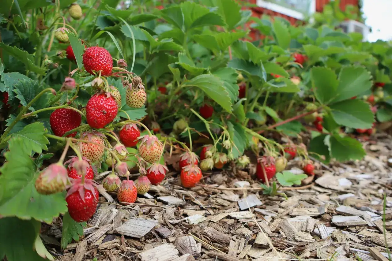 Mogna och omogna jordgubbar h&auml;nger fr&aring;n en planta, redo att plockas. Guldvatten jordgubbar som v&auml;xer i solsken.