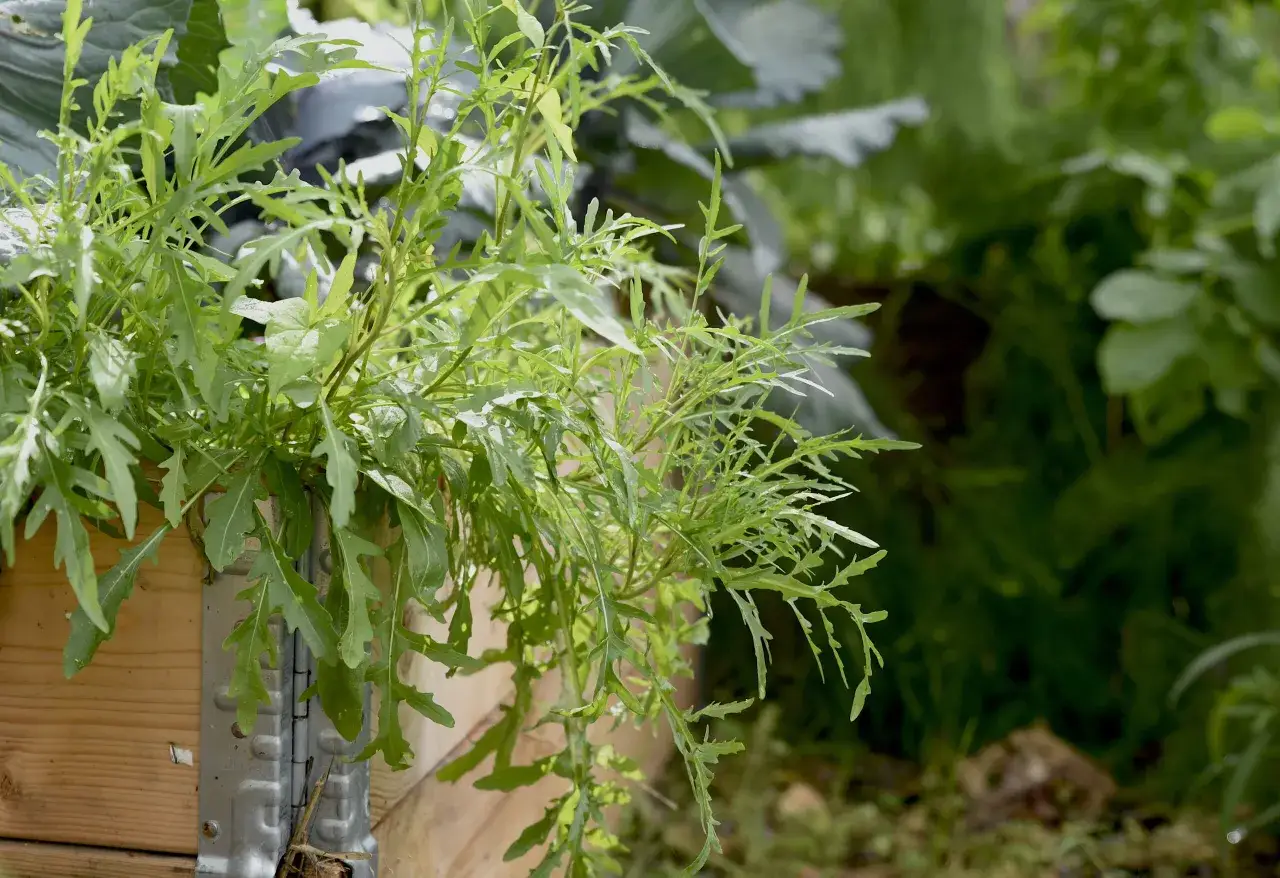 Frisk ruccola v&auml;xer i en tr&auml;kista, redo att sk&ouml;rdas. Att odla ruccola &auml;r enkelt och ger en god smak till sallader.