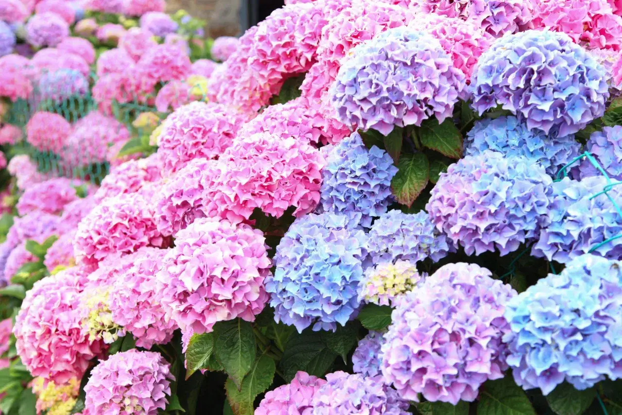 En tät samling av rosa och blå hortensia utomhus. Blommorna är stora och fluffiga, med många små kronblad som bildar klot.