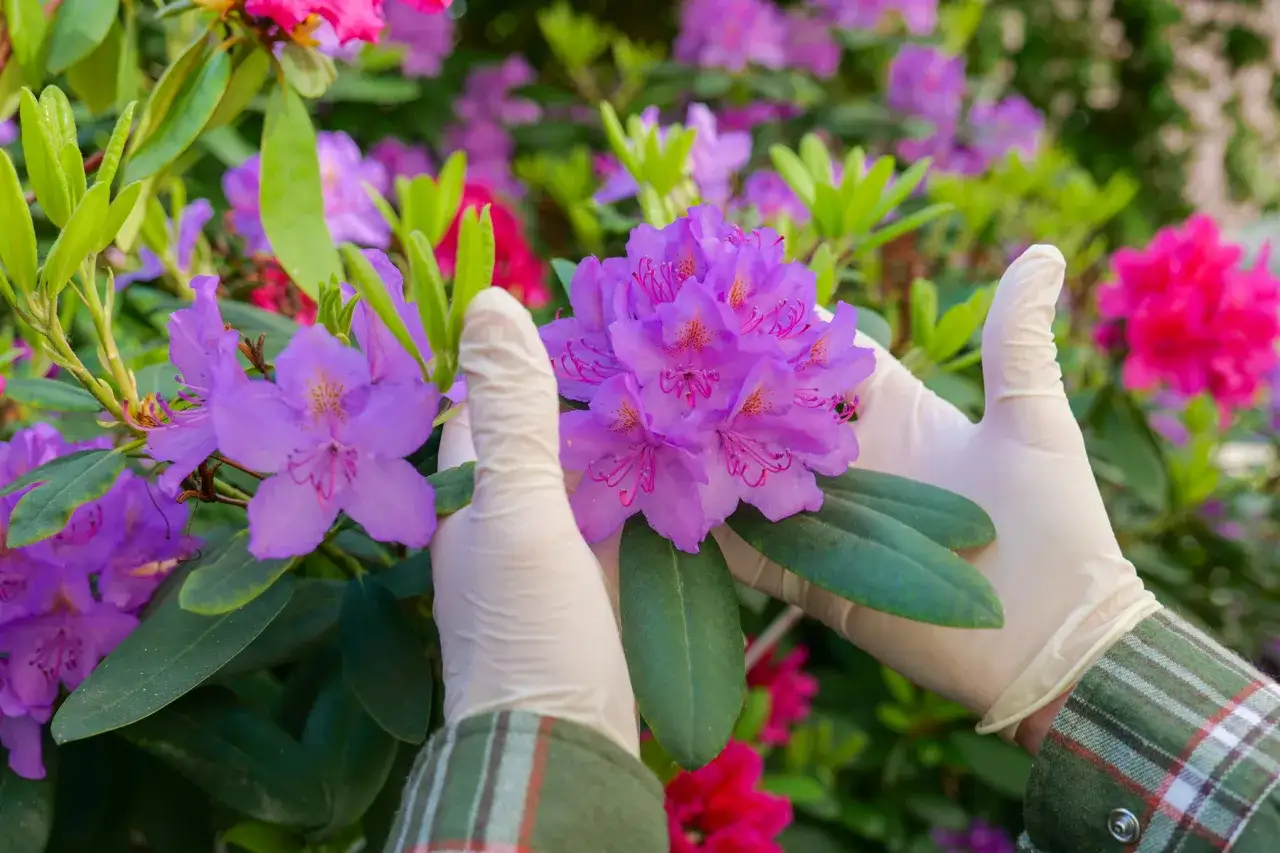 Hjälmklädda händer undersöker lila rhododendron sorter i en blomstrande trädgård.