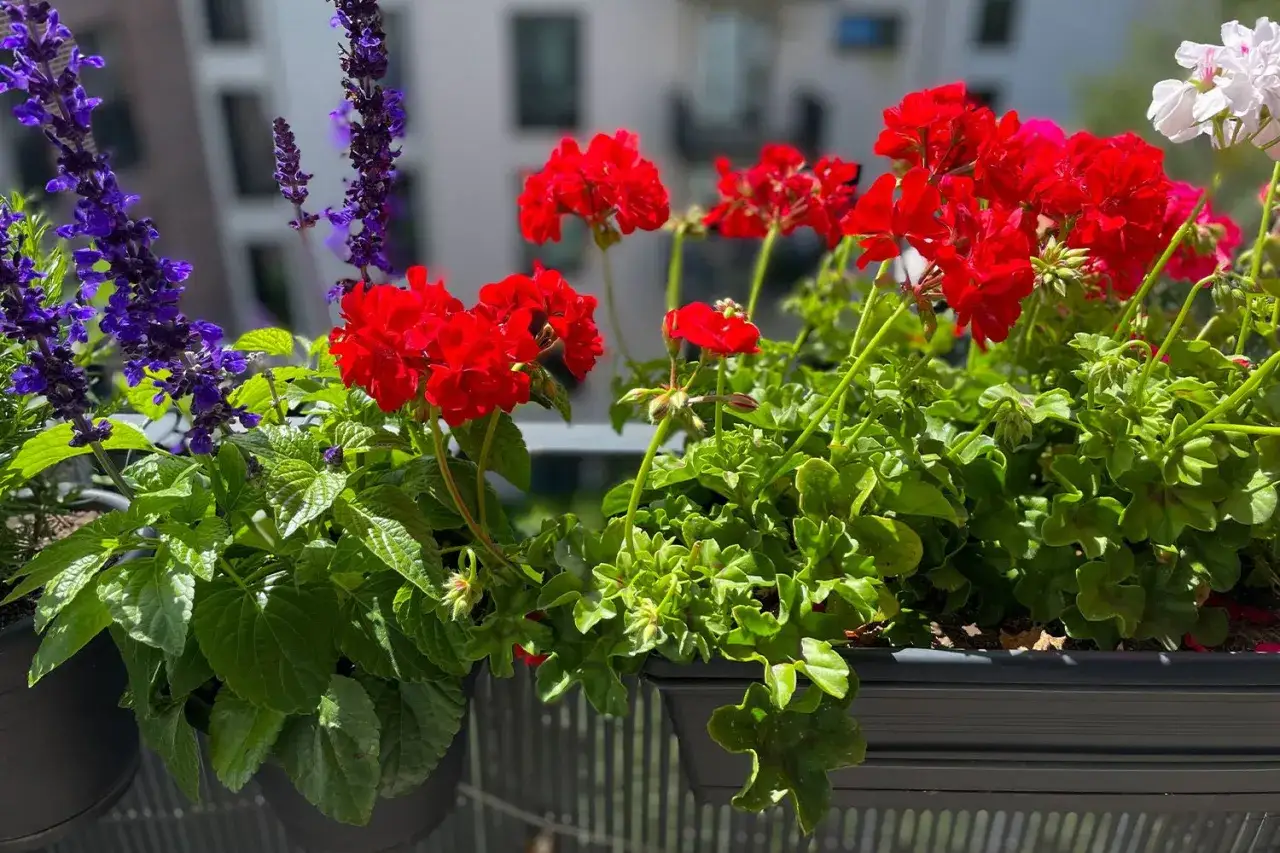 F&auml;rgglada balkong blommor i r&ouml;tt och lila skapar en vacker sommarscen.