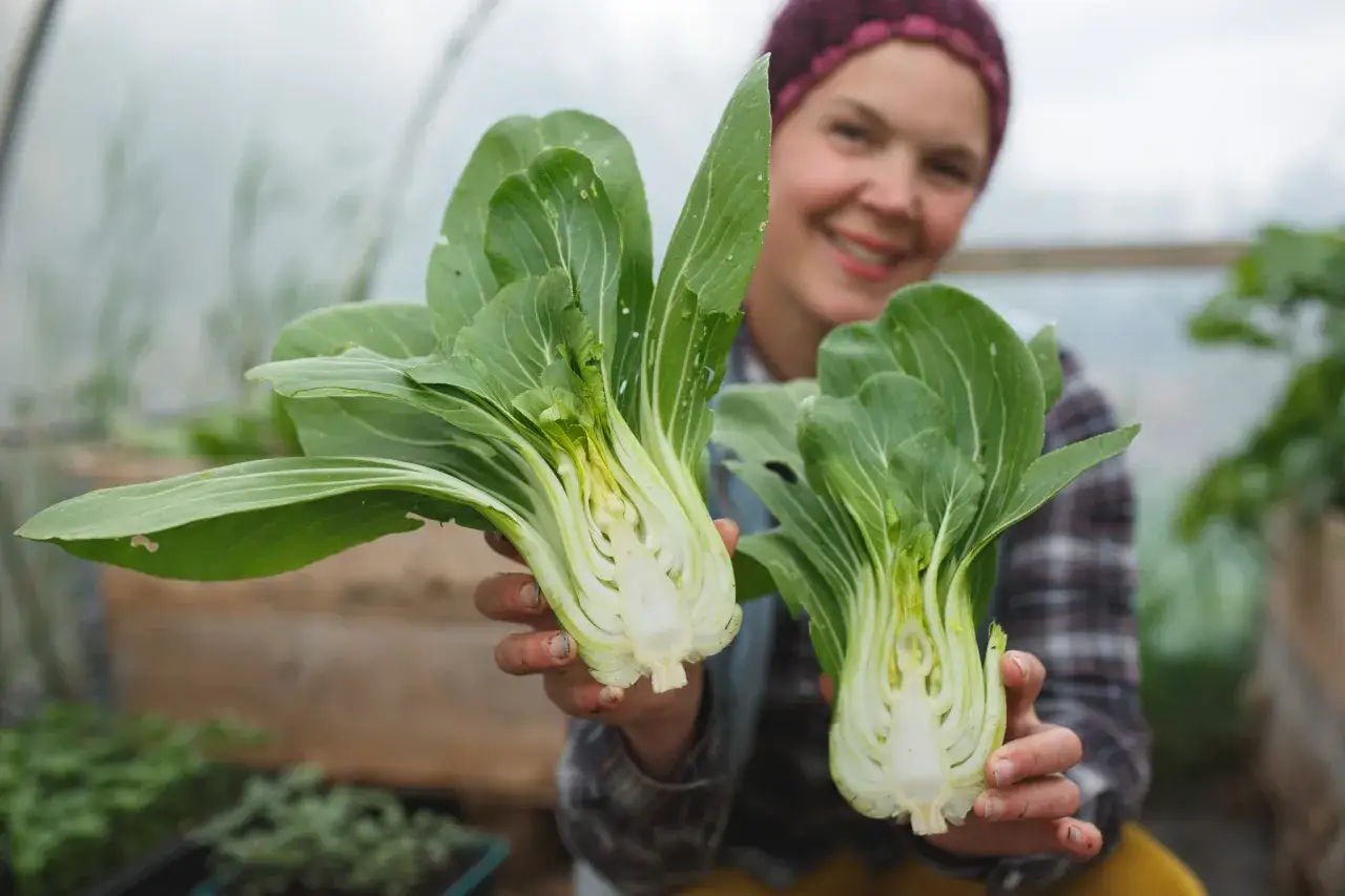 Lycklig odlare visar upp f&auml;rsk pak choi, nysk&ouml;rdad fr&aring;n v&auml;xthuset. Enkelt att odla pak choi f&ouml;r goda m&aring;ltider.