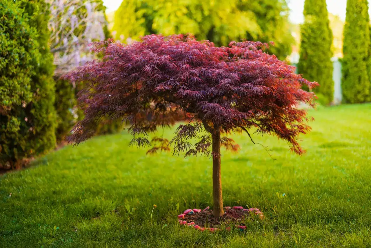 Ett vackert acer palmatum-tr&auml;d med djupr&ouml;da, flikiga blad st&aring;r p&aring; en gr&ouml;nskande gr&auml;smatta, omgivet av thuja och andra tr&auml;d.