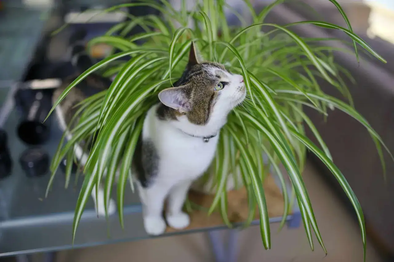 En nyfiken ampellilja katt kikar fram bland bladverket.