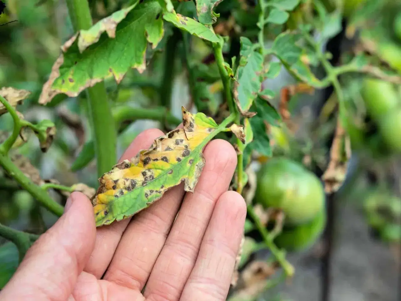En hand håller upp ett tomatblad med bruna fläckar, tecken på sjukdomar på tomater. Gröna tomater syns i bakgrunden.