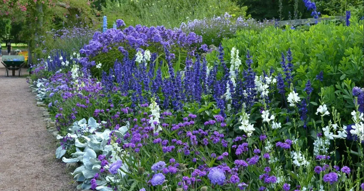 En lummig rabatt med en rik blandning av bl&aring; och lila blommor, inklusive en vacker bl&aring; blomma perenn, kantad av en grusg&aring;ng.