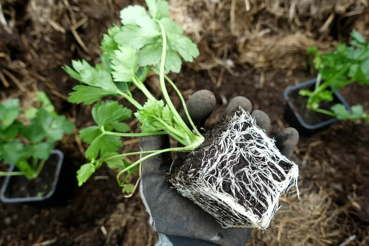 En hand med handske h&aring;ller en planta av rotselleri med ett v&auml;lutvecklat rotsystem, redo att planteras.