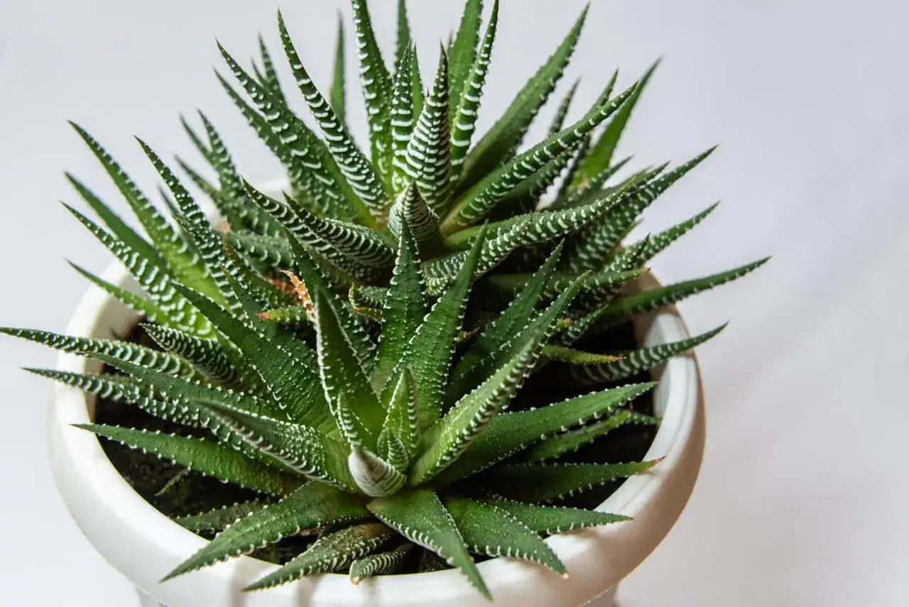 En gr&ouml;n, taggig v&auml;xt med vita r&auml;nder, en falsk aloe vera, i en vit kruka.