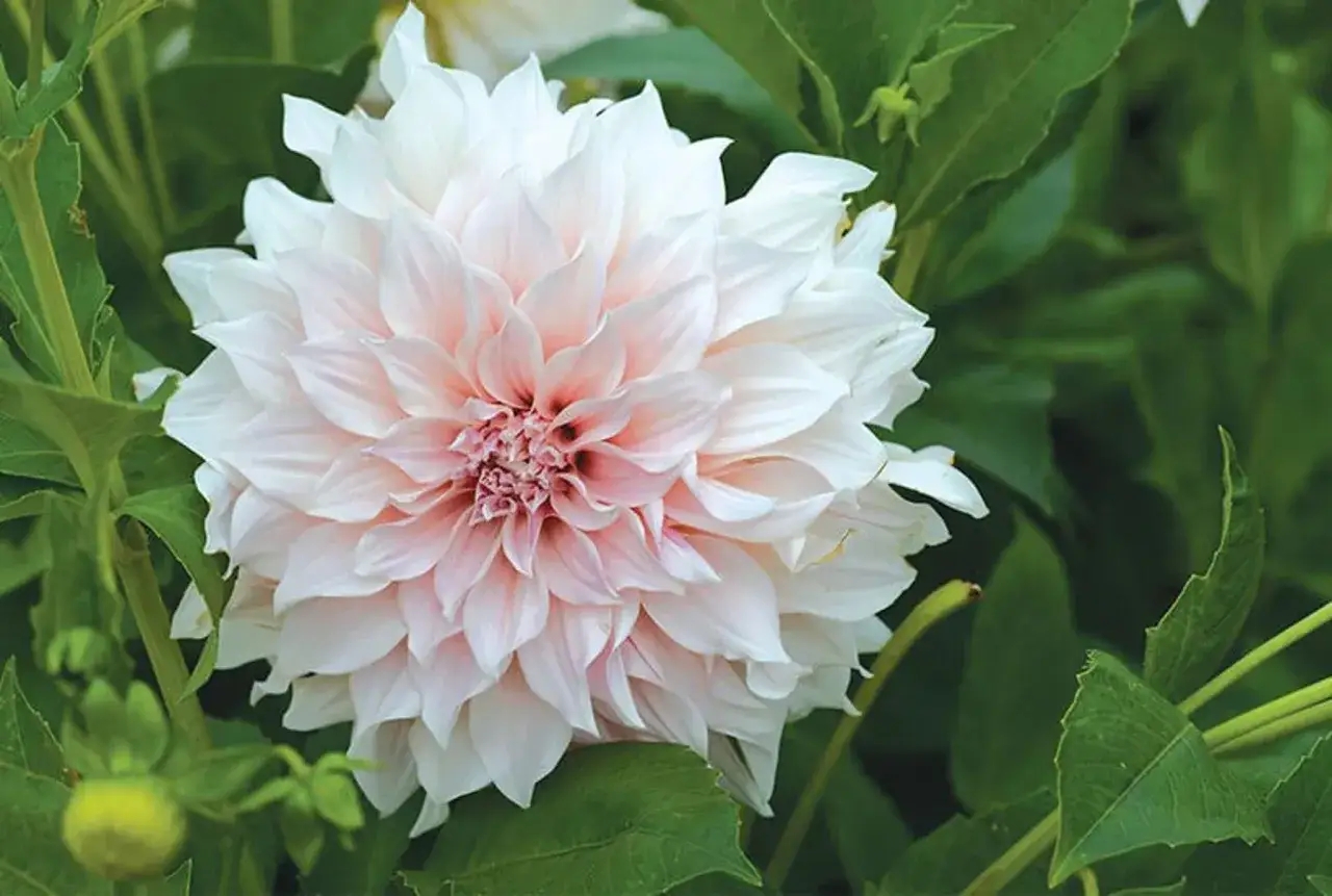 En vacker dahlia i kruka med mjuka, ljusrosa och vita kronblad. En ny knopp anas till vänster.