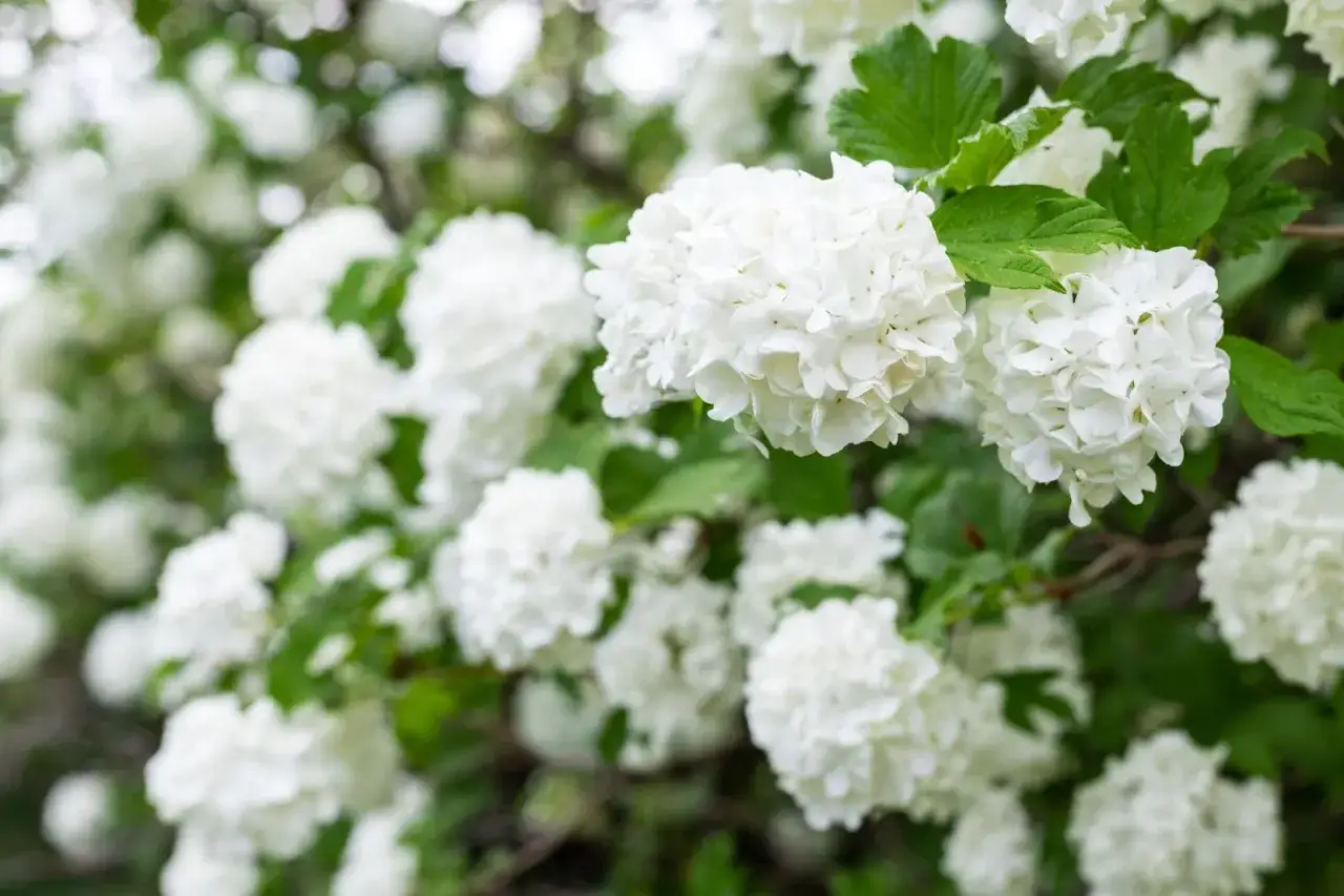 En buske med vita blommor, som sn&ouml;bollar, i full blom. Gr&ouml;nskande blad ger en fin kontrast.