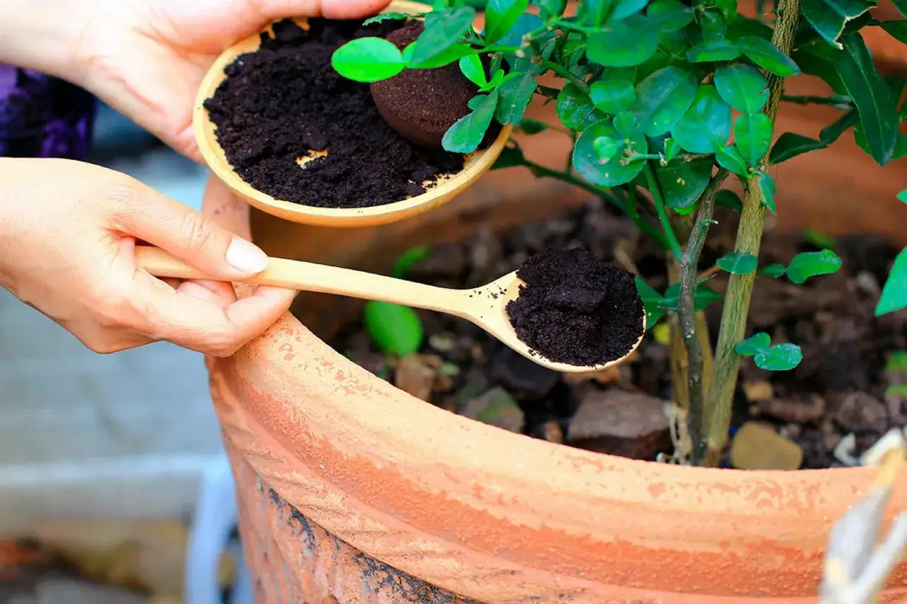 H&auml;nder h&auml;ller kaffesump fr&aring;n en sk&aring;l till en sked f&ouml;r att ge n&auml;ring &aring;t tomatplantor i en terrakottakruka.