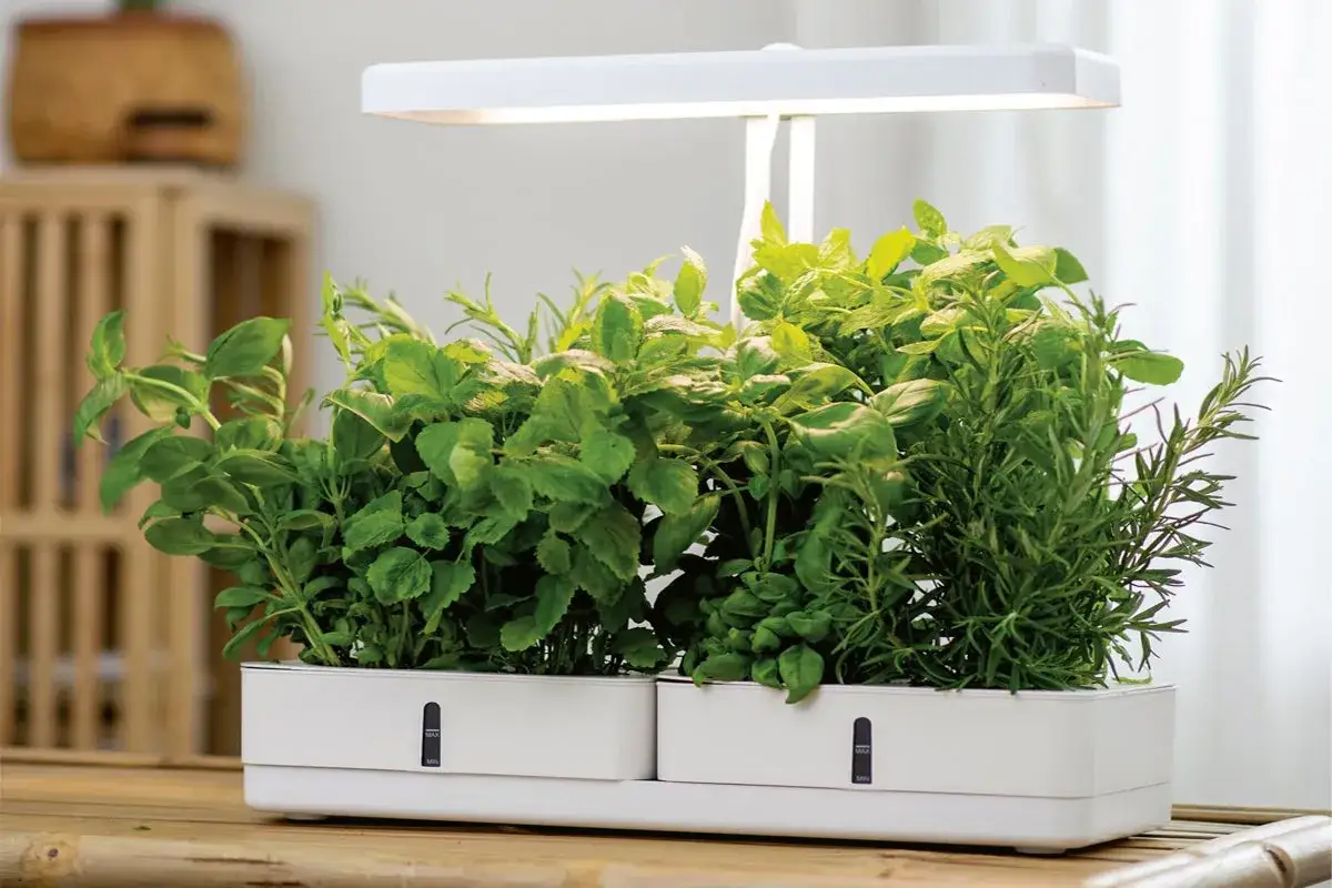 Gröna örter frodas i ett modernt system för hydroponisk odling, belyst av en LED-lampa.