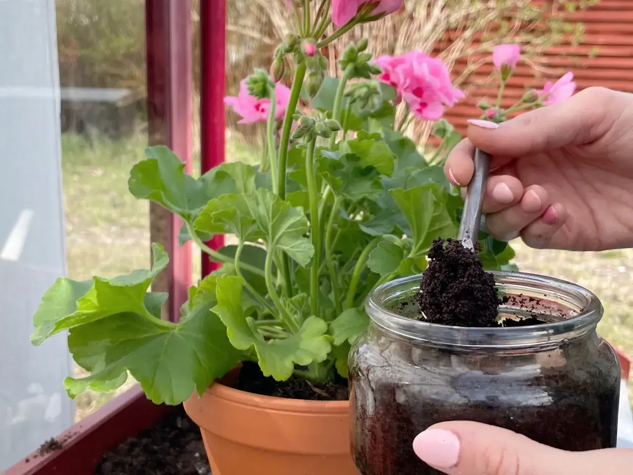 En hand skopar kaffesump ur ett glas f&ouml;r att ge n&auml;ring &aring;t en blommande pelargon. Kanske f&ouml;r att f&aring; hallon att v&auml;xa b&auml;ttre?