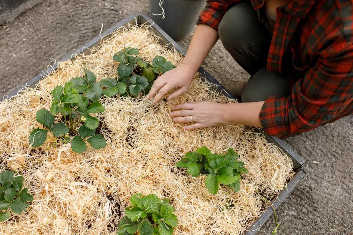 Jordgubbsland inspiration: f&auml;rska plantor i b&auml;dd med halm. En person fixar till t&auml;ckmaterialet runt de gr&ouml;na bladen.