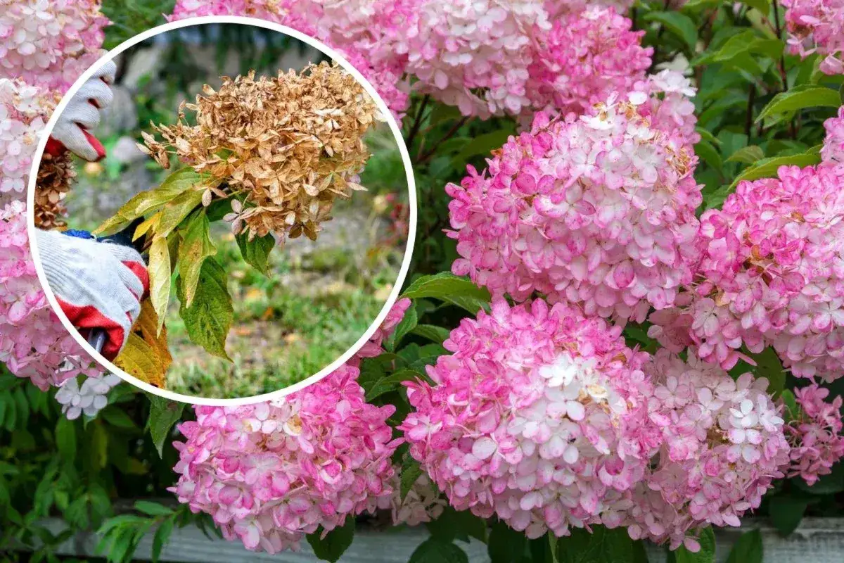 H&auml;r besk&auml;rs en hortensia. En hand med handske h&aring;ller en sekat&ouml;r mot en vissnad blomst&auml;llning.