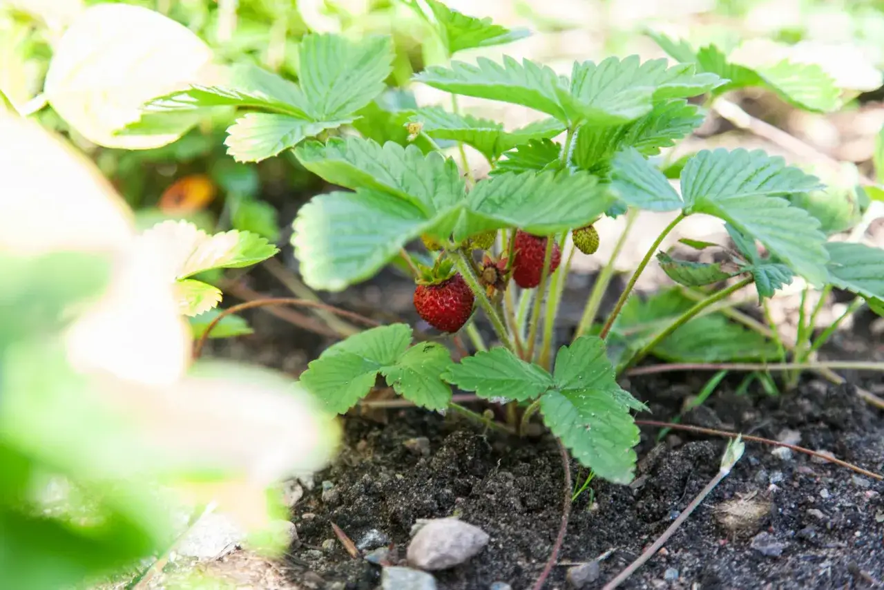 Smultronplantan v&auml;xer och ger snart sk&ouml;rd. Att odla smultron &auml;r enkelt och bel&ouml;nande.