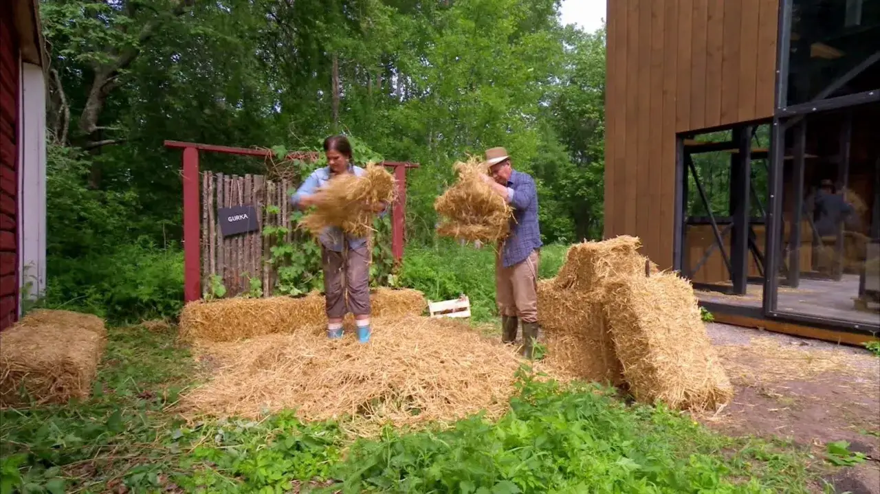 Tv&aring; personer f&ouml;rbereder f&ouml;r att odla potatis i halm. De hanterar h&ouml;balar utomhus.