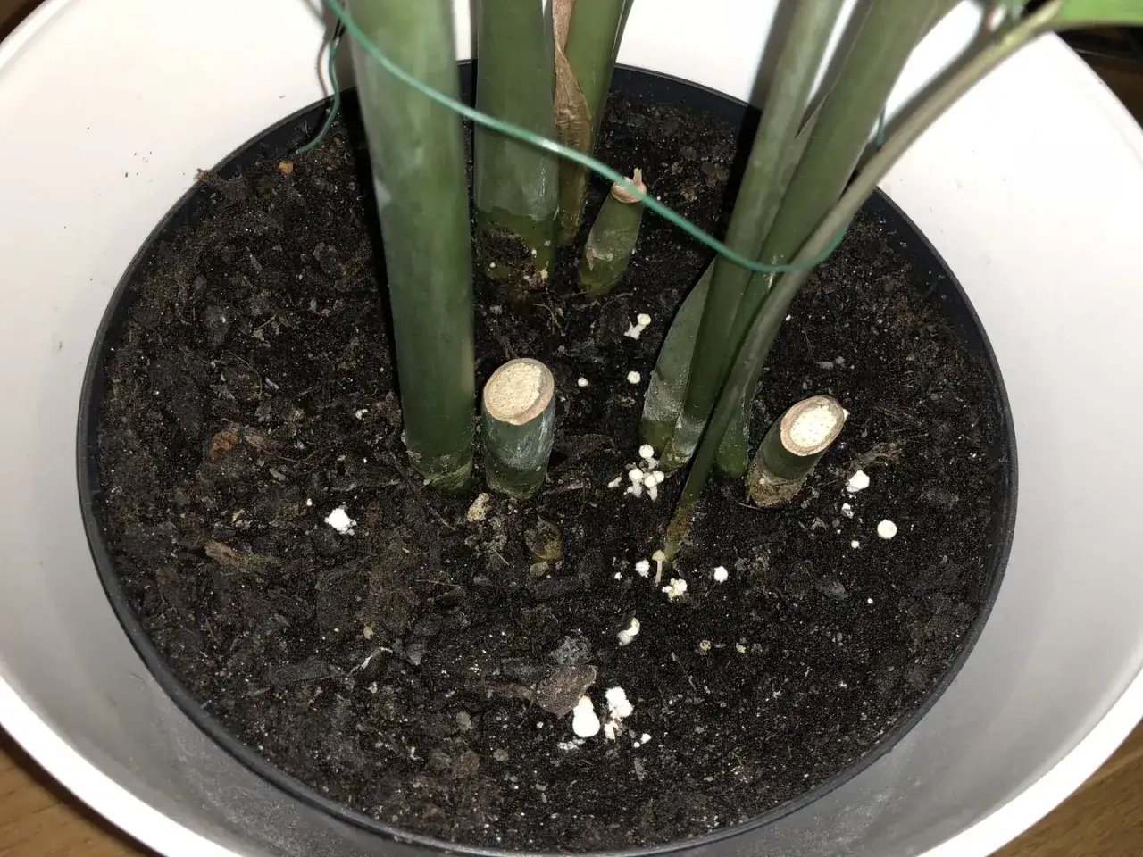 Sm&aring;, gula svampar har b&ouml;rjat v&auml;xa i blomkrukan bland plantans stammar.