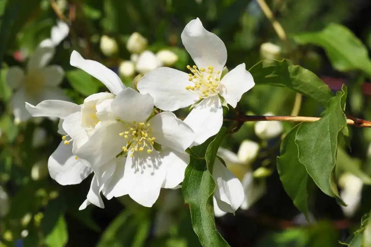Vita blommor p&aring; en schersmin buske med gr&ouml;na blad.