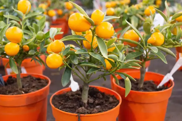 Små träd med orange frukter och gröna citron blad i krukor.