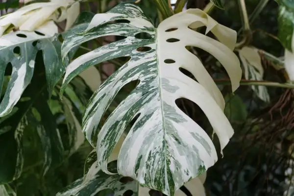 En vacker Monstera Deliciosa 'Albo Variegata' med sina karakteristiska vita och gröna blad. Denna planta behöver stöd för att växa sig stor och stark.