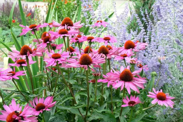 En grupp rosa solhatt magnus blommor med orange mitt. Bakom syns lila blommor och gröna blad.