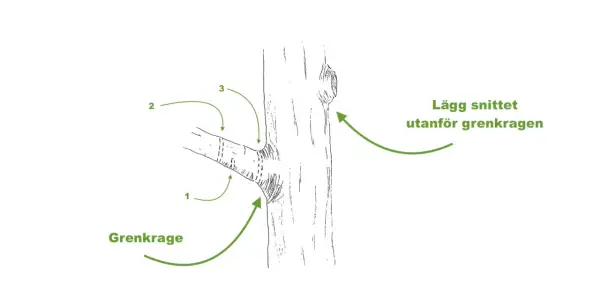 Illustration visar hur man ska klippa grenar vid grenkragen för att trädet ska läka.
