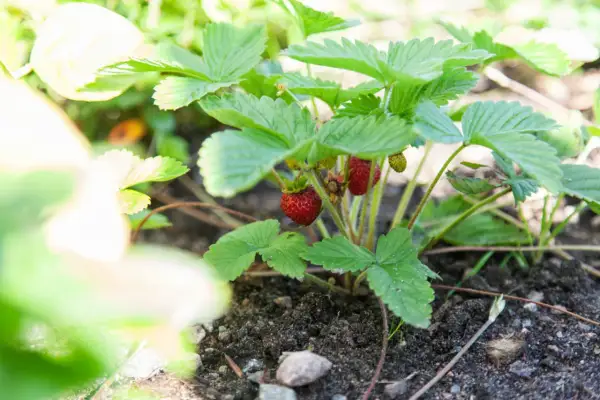 Smultronplantan växer frodigt, redo att ge skörd. Att odla smultron är en glädje som ger sommarens sötaste bär.