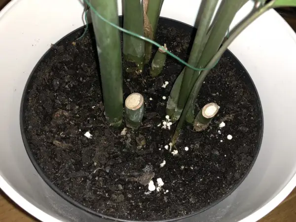 Små, gula svampar växer i jorden i en blomkruka, runt stammen på en grön växt.