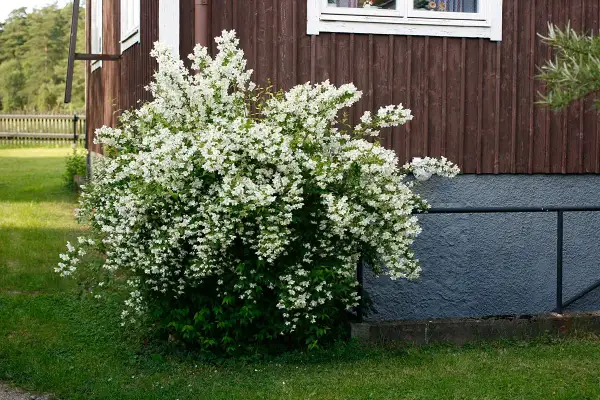 En frodig schersmin buske blommar med tusentals vita blommor vid ett falurött hus.