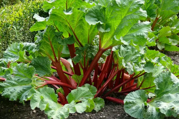 En frodig rabarberplanta med tjocka, röda stjälkar och stora, gröna blad. Perfekt för att plocka rabarber till paj.