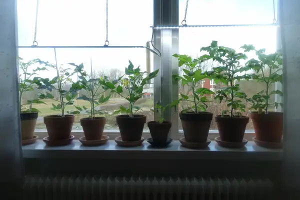 Flera tomatplantor växer i krukor på en fönsterbräda, belysta av en växtlampa. En fin start för att odla tomater inomhus.