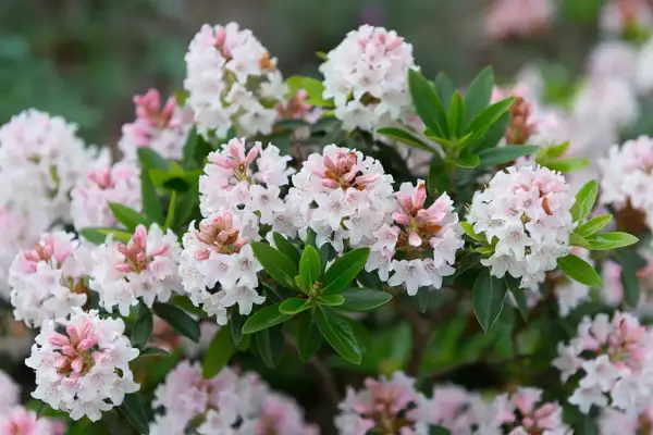 En buske med många små, ljusrosa och vita blommor. En av många vackra rhododendron sorter som blommar i trädgården.