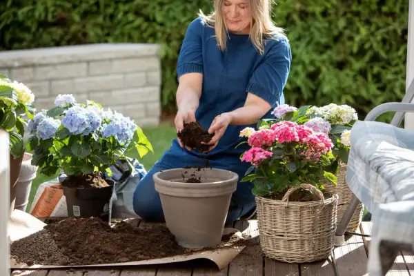 Kvinna planterar hortensia i rabatt. Hon fyller en kruka med jord för att ge sina vackra blommor en ny plats.