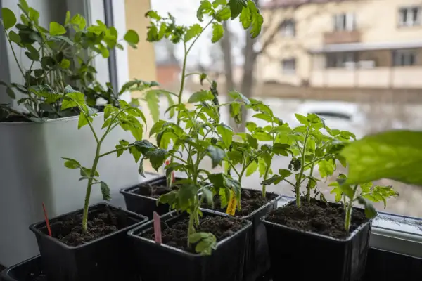 Små tomatplantor i svarta krukor på fönsterbrädan. Bra att veta hur stor kruka till tomat för framtida plantering.
