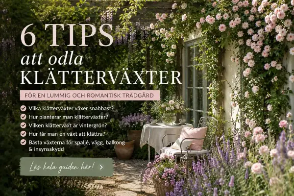En romantisk trädgård med en klematis pergola, rosor och lavendel. En stol och ett bord inbjuder till avkoppling.