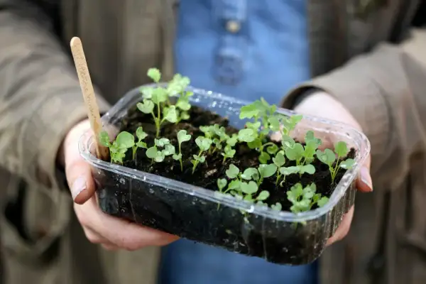 Små plantor i en plastlåda, redo för vintersådd blommor. En träpinne med text syns i jorden.