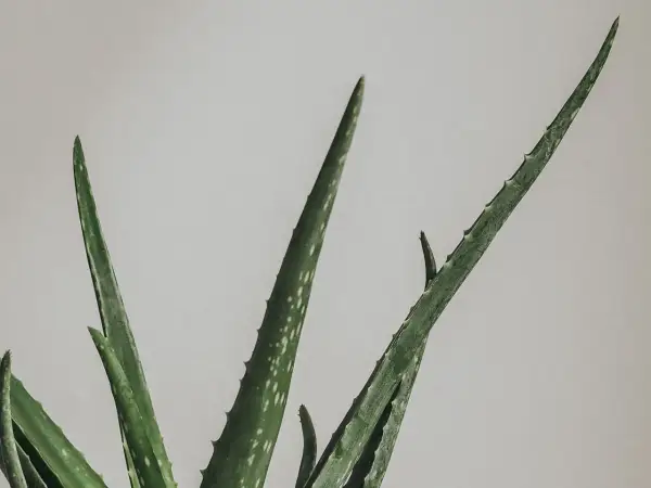 Gröna aloe vera blad med vita prickar, redo att plantera.