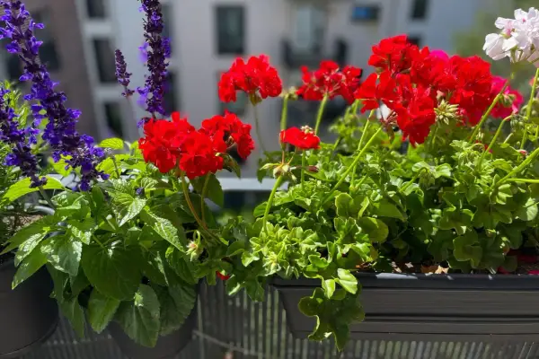 Färgglada balkong blommor i rött och lila lyser upp en solig dag.