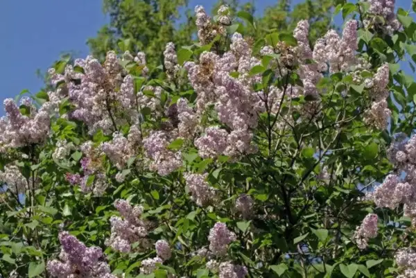 A bush with abundant clusters of pale purple lilac flowers and green leaves against a blue sky.