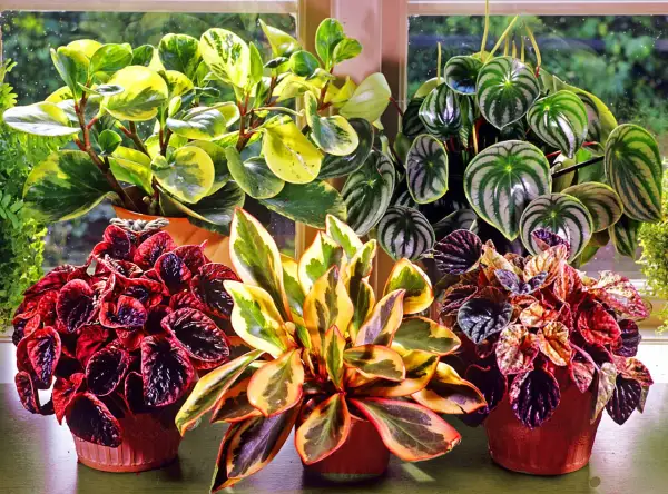En samling vackra peperomia blomma-växter med varierande bladverk i grönt, gult och rött.