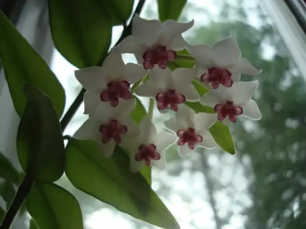 En klase vita porslinsblommor med mörklila mitt. Bladen är gröna och frodiga, vilket tyder på att inga porslinsblomma sjukdomar har drabbat denna vackra planta.