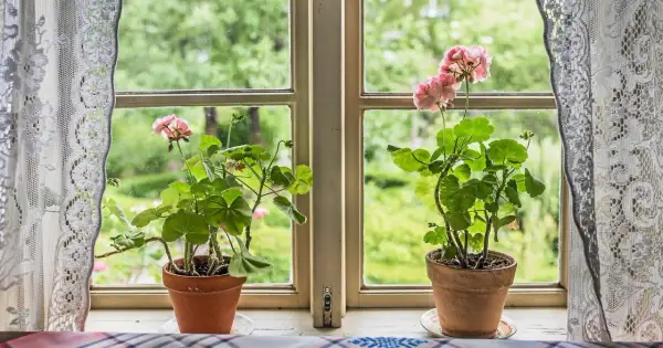 Två krukor med rosa pelargon Mårbacka står på en fönsterbräda. Genom fönstret syns en grönskande trädgård.