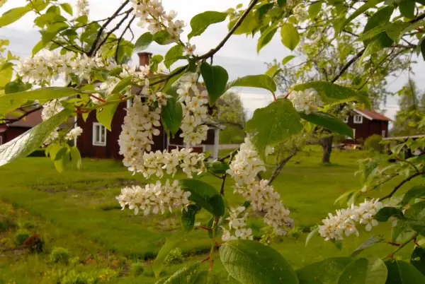 Vitt blommande träd med en svag doft, i bakgrunden syns röda hus i en grönskande miljö.