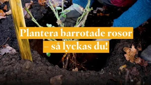 Händer med barrotade rosor i jord. Text: Plantera barrotade rosor – så lyckas du! Perfekt för att plantera rosor på våren.