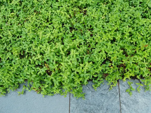 Tätt täckande vinca minor med små gröna blad som växer över grå stenplattor.